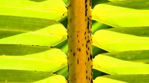 Nahaufnahme eines gelbgrünen Palmstamms, von dem links und rechts symmetrisch Palmwedel abgehen, deren Fiederblätter im Gegenlicht leuchten.