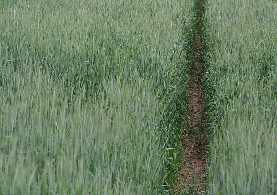 Ein schmaler, unbefestigter Pfad verläuft senkrecht durch ein Feld mit jungem, grünem Getreide.
