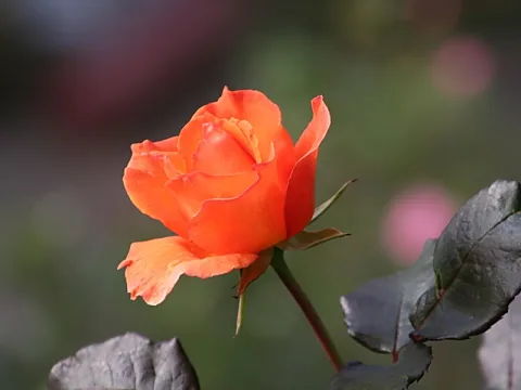 Eine orangerote Rose auf einem dünnen Stiel, dahinter dunkle Blätter und unscharfer grüner Hintergrund mit rosa Lichtflecken.