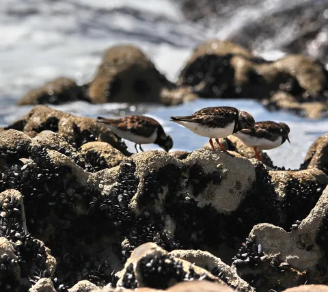 Zwei Steinwälzer stehen auf einem mit Miesmuscheln bedeckten Felsen, im Hintergrund brandet das Wasser.