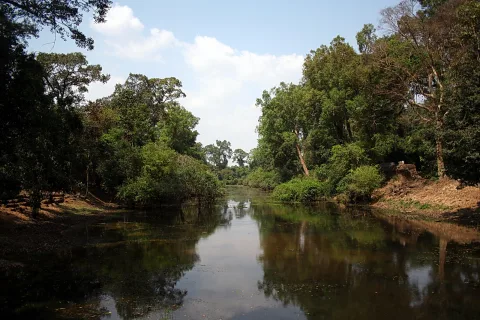 Ruhiger Fluss mit dunklem Wasser, gesäumt von dichtem tropischem Wald unter blauem Himmel mit Wolken.