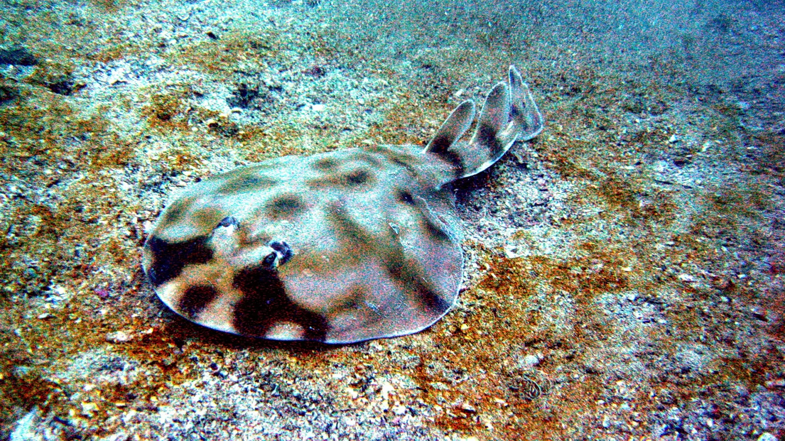 Ein gefleckter Zitterrochen liegt auf sandigem Meeresboden, von oben im Unterwasserlicht fotografiert.