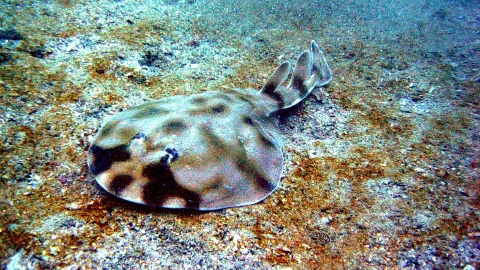 Ein gefleckter Zitterrochen liegt auf sandigem Meeresboden, von oben im Unterwasserlicht fotografiert.