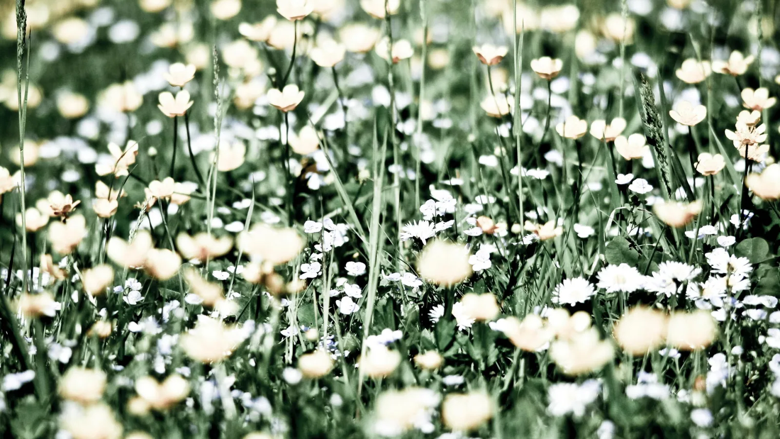 Dichte Blumenwiese mit gelben Hahnenfuß-Blüten und kleinen weißen Blüten, dazwischen hohe Grashalme, unscharfer grüner Hintergrund