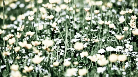 Dichte Blumenwiese mit gelben Hahnenfuß-Blüten und kleinen weißen Blüten, dazwischen hohe Grashalme, unscharfer grüner Hintergrund