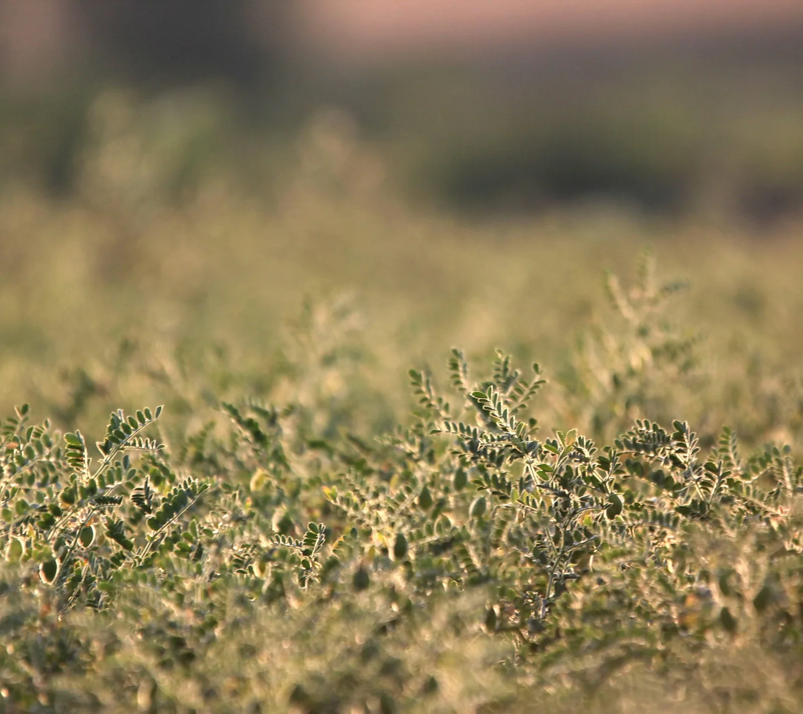 Feld mit niedrigen grünen Hülsenfruchtpflanzen, im Vordergrund scharf, im Hintergrund unscharf verschwommen.