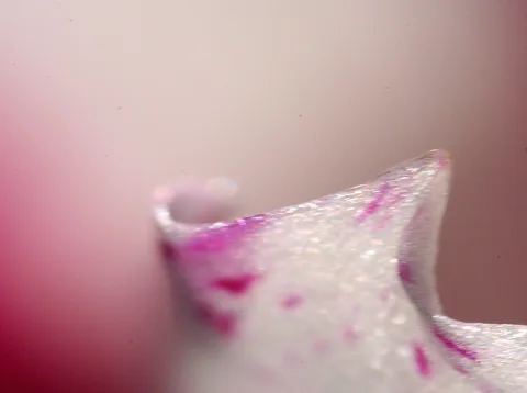 Nahaufnahme einer weißen Blütenblattspitze mit pinken Flecken und glitzernder Oberfläche vor unscharf rosafarbenem Hintergrund.
