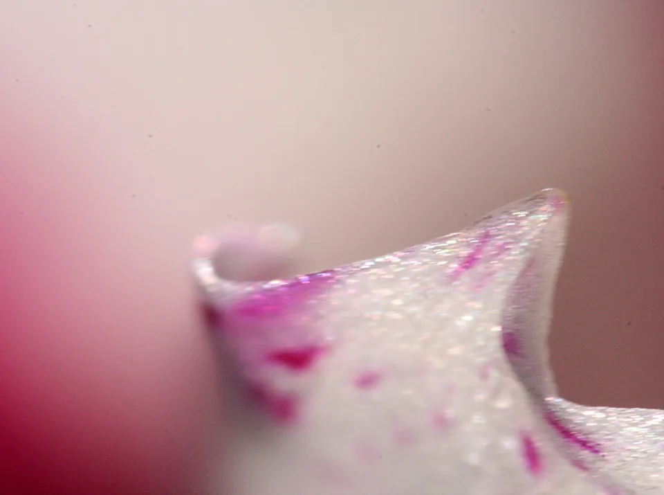 Nahaufnahme einer weißen Blütenblattspitze mit pinken Flecken und glitzernder Oberfläche vor unscharf rosafarbenem Hintergrund.