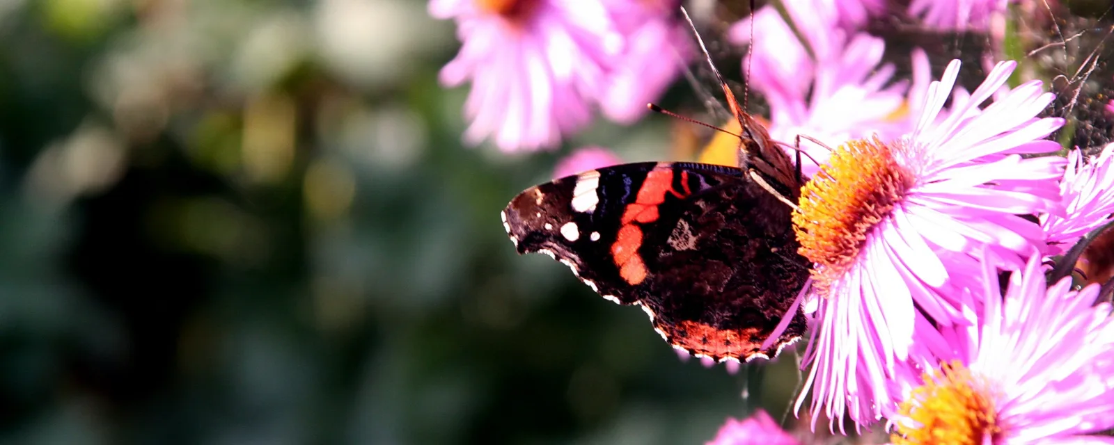Ein Roter Admiral mit geöffneten Flügeln sitzt auf einer rosa Aster, im Hintergrund unscharfes Grün.
