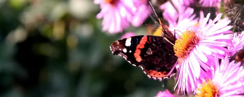 Ein Roter Admiral mit geöffneten Flügeln sitzt auf einer rosa Aster, im Hintergrund unscharfes Grün.