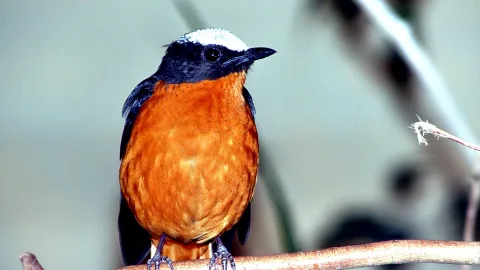Ein Vogel mit oranger Brust, dunkelblauem Kopf und weißer Stirn sitzt auf einem Ast vor unscharfem, hellgrauem Hintergrund.