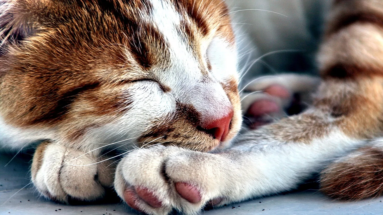 Getigerter Kater mit geschlossenen Augen schläft, Schnauze und weiße Pfoten in Nahaufnahme.