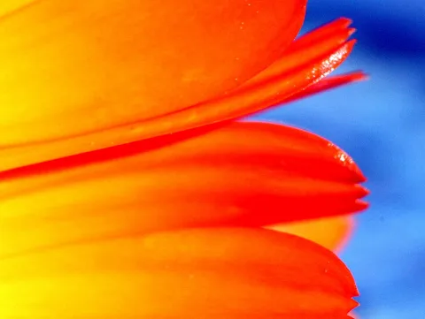 Nahaufnahme von drei überlappenden orangeroten Blütenblättern, die von Gelb zu Rot verlaufen, vor blauem Hintergrund.