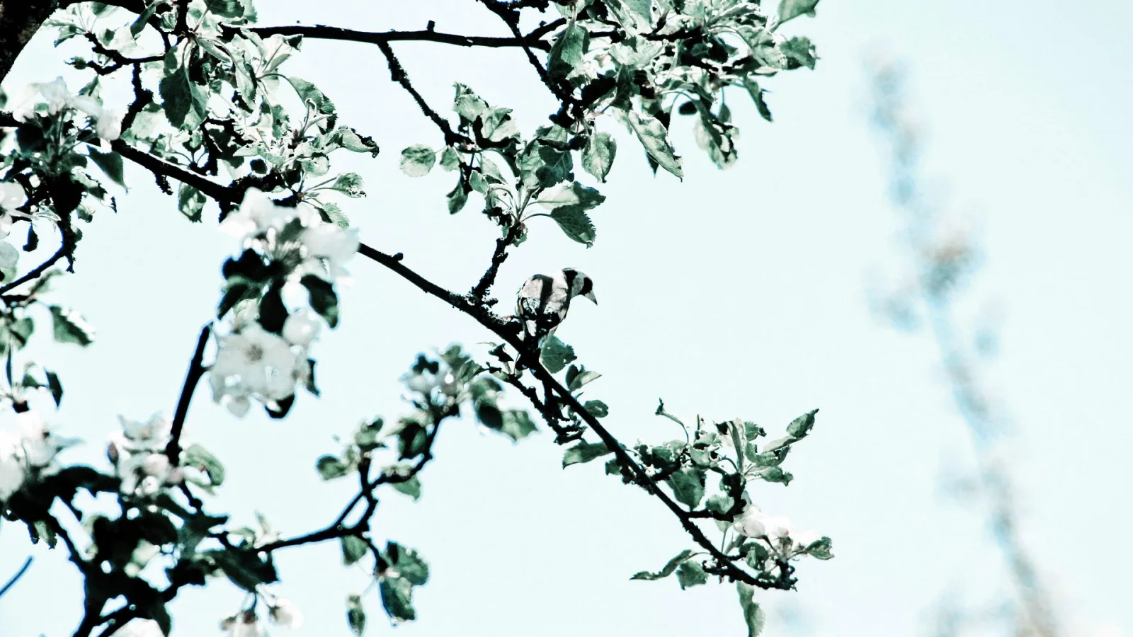 Ein Fink sitzt zwischen weiß blühenden Apfelbaumzweigen vor hellblauem Himmel.