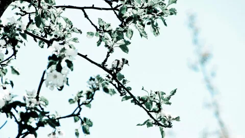 Ein Fink sitzt zwischen weiß blühenden Apfelbaumzweigen vor hellblauem Himmel.