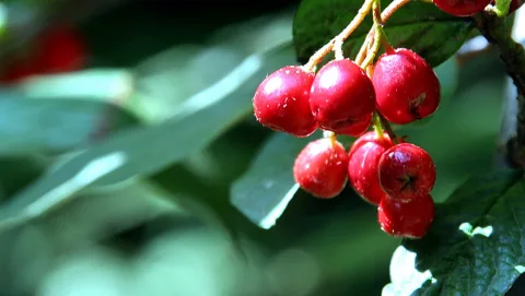 Traube roter glänzender Beeren hängt an einem Zweig vor unscharfem grünem Laub.