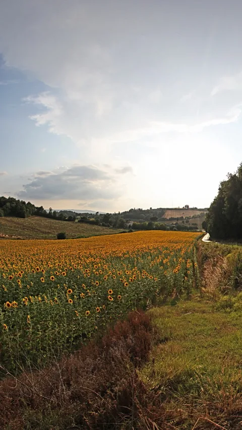 Hochformat: Ein großes Sonnenblumenfeld mit gelben Blüten erstreckt sich bis zu einem Feldweg, im Hintergrund Hügel, Bäume und ein weiter, teils bewölkter Himmel im Abendlicht.