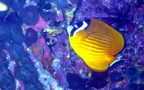 Gelber Falterfisch mit schwarzweißem Kopfband und gestreiftem Körper schwimmt vor violett bewachsenem Korallenriff, oben rechts ist ein Seeigel zu sehen.