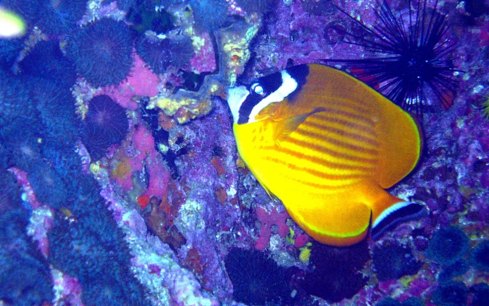 Gelber Falterfisch mit schwarzweißem Kopfband und gestreiftem Körper schwimmt vor violett bewachsenem Korallenriff, oben rechts ist ein Seeigel zu sehen.