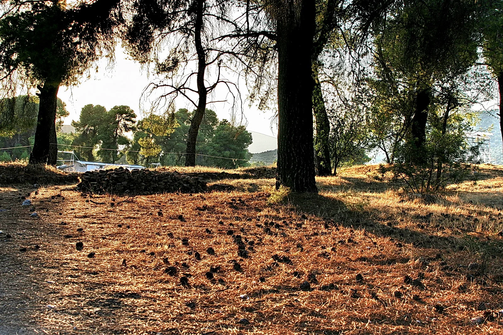 Sonnenbeschienener Waldboden mit trockenen braunen Nadeln und dunklen Zapfen, links ein Steinhaufen, rechts und hinten hohe Kiefern mit langen Schatten.