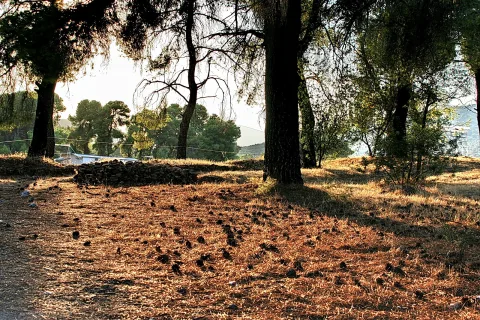 Sonnenbeschienener Waldboden mit trockenen braunen Nadeln und dunklen Zapfen, links ein Steinhaufen, rechts und hinten hohe Kiefern mit langen Schatten.