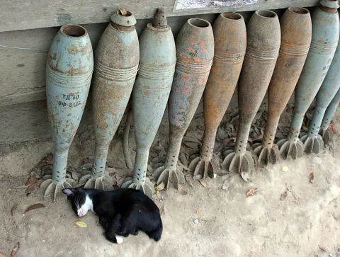 Eine schwarz-weiße Katze schläft auf sandigem Boden vor einer Reihe aufrecht stehender, verrosteter Mörsergranaten an einer Holzwand.