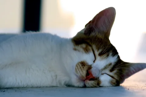 Eine weiß-beige getigerte Katze liegt auf der Seite, hat die Augen geschlossen und den Kopf nach rechts gedreht. Im Hintergrund ist unscharfes, helles Licht zu sehen.