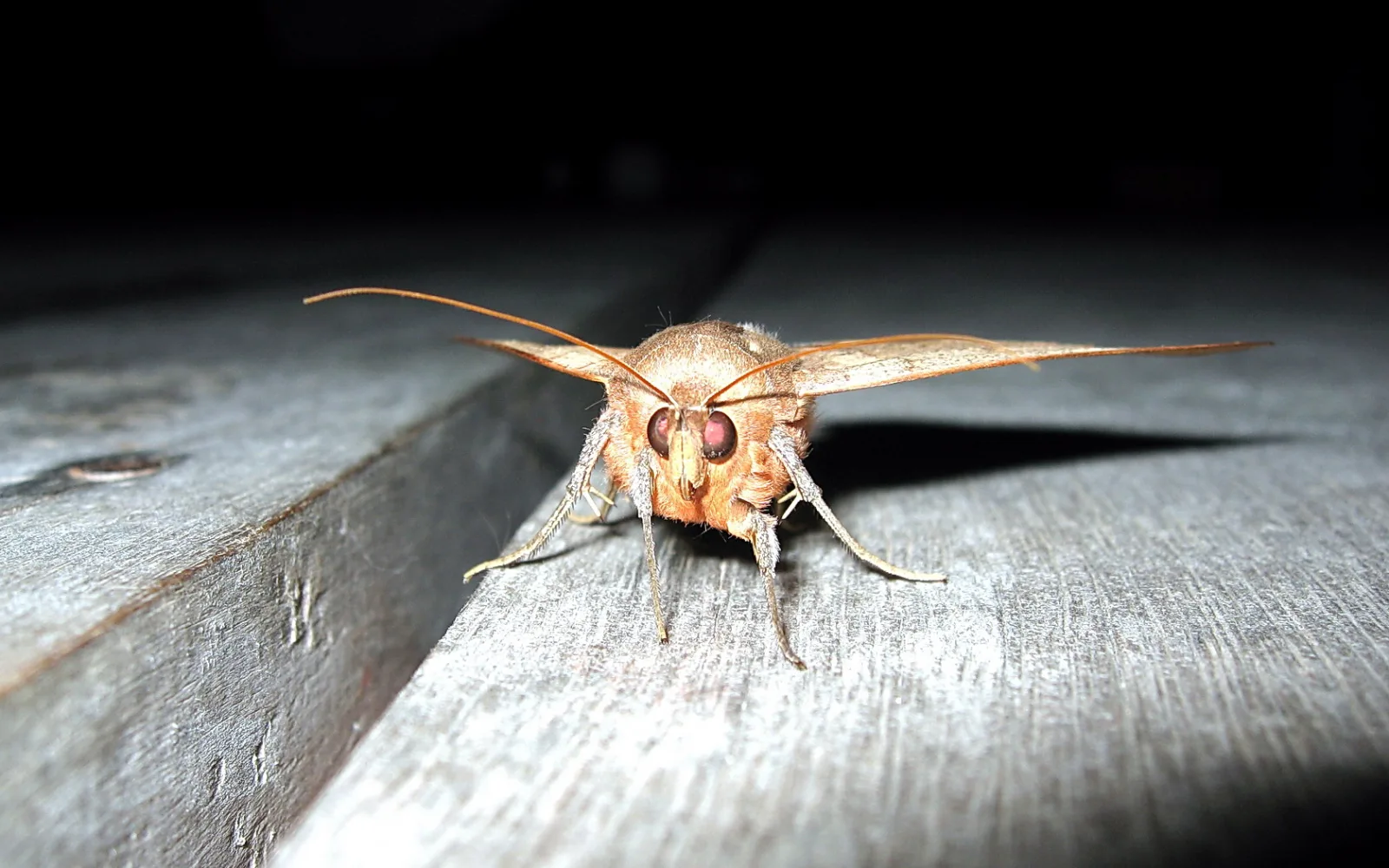 Ein hellbrauner Nachtfalter mit langen Fühlern und rötlich schimmernden Facettenaugen sitzt frontal auf einer grauen Holzbohle vor dunklem Hintergrund.