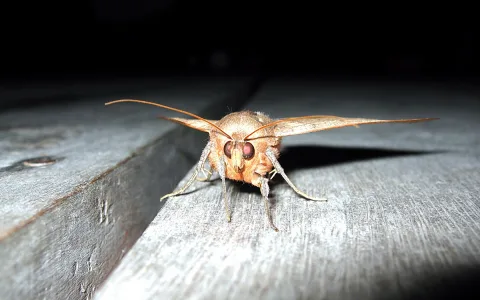 Ein hellbrauner Nachtfalter mit langen Fühlern und rötlich schimmernden Facettenaugen sitzt frontal auf einer grauen Holzbohle vor dunklem Hintergrund.