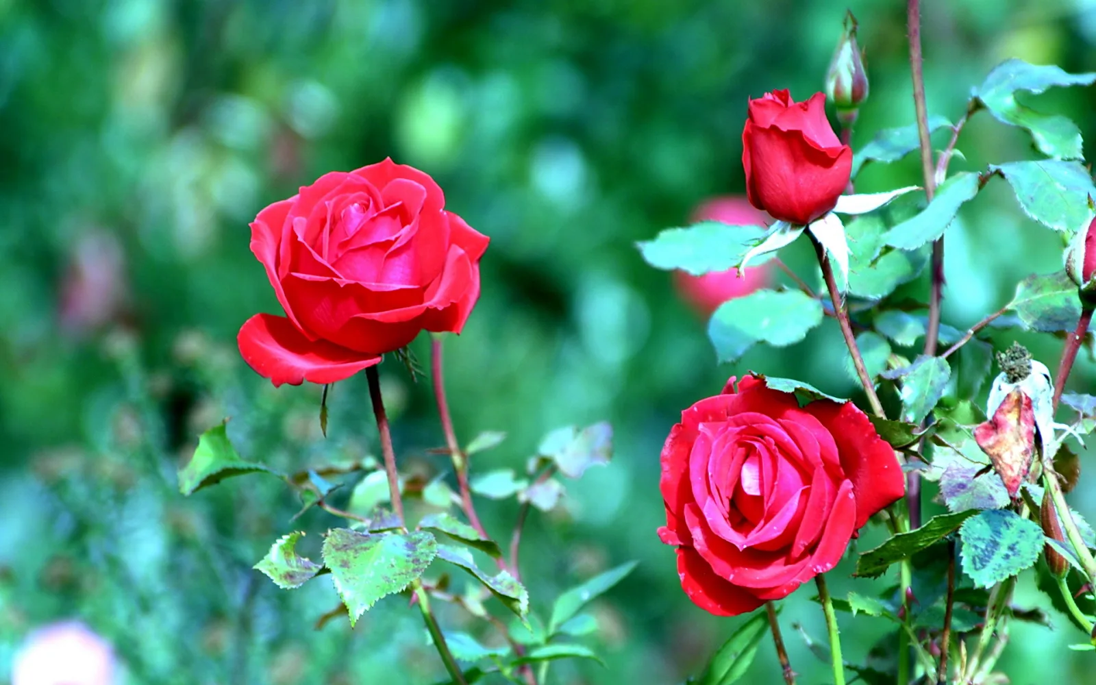 Zwei offene rote Rosen und eine geschlossene Knospe an einem Rosenstock vor unscharfem grünem Hintergrund.
