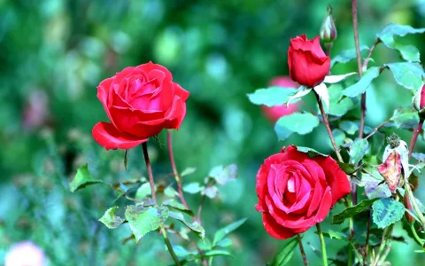 Zwei offene rote Rosen und eine geschlossene Knospe an einem Rosenstock vor unscharfem grünem Hintergrund.
