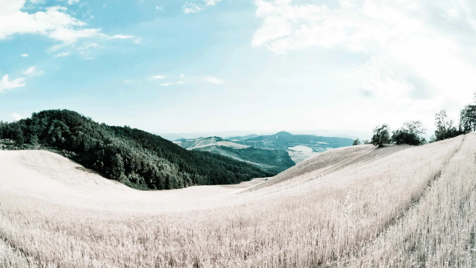 Panoramablick über hellgelbe Getreidefelder auf einen bewaldeten Hügel links und eine Hügelkette im Hintergrund unter blassblauem Himmel mit Wolken.