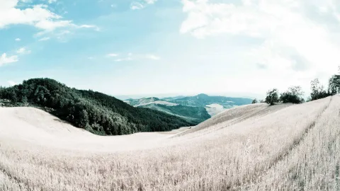 Panoramablick über hellgelbe Getreidefelder auf einen bewaldeten Hügel links und eine Hügelkette im Hintergrund unter blassblauem Himmel mit Wolken.