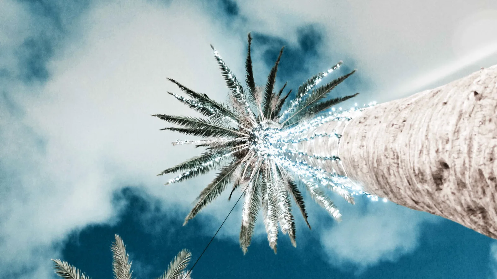 Eine hohe Palme mit gefiederten Wedeln und hellem Lichtglanz an den Blattspitzen, fotografiert von unten vor blauem, leicht bewölktem Himmel. Rechts verläuft der graue, geriffelte Stamm ins Bild, links unten sind weitere Palmwedel angeschnitten.