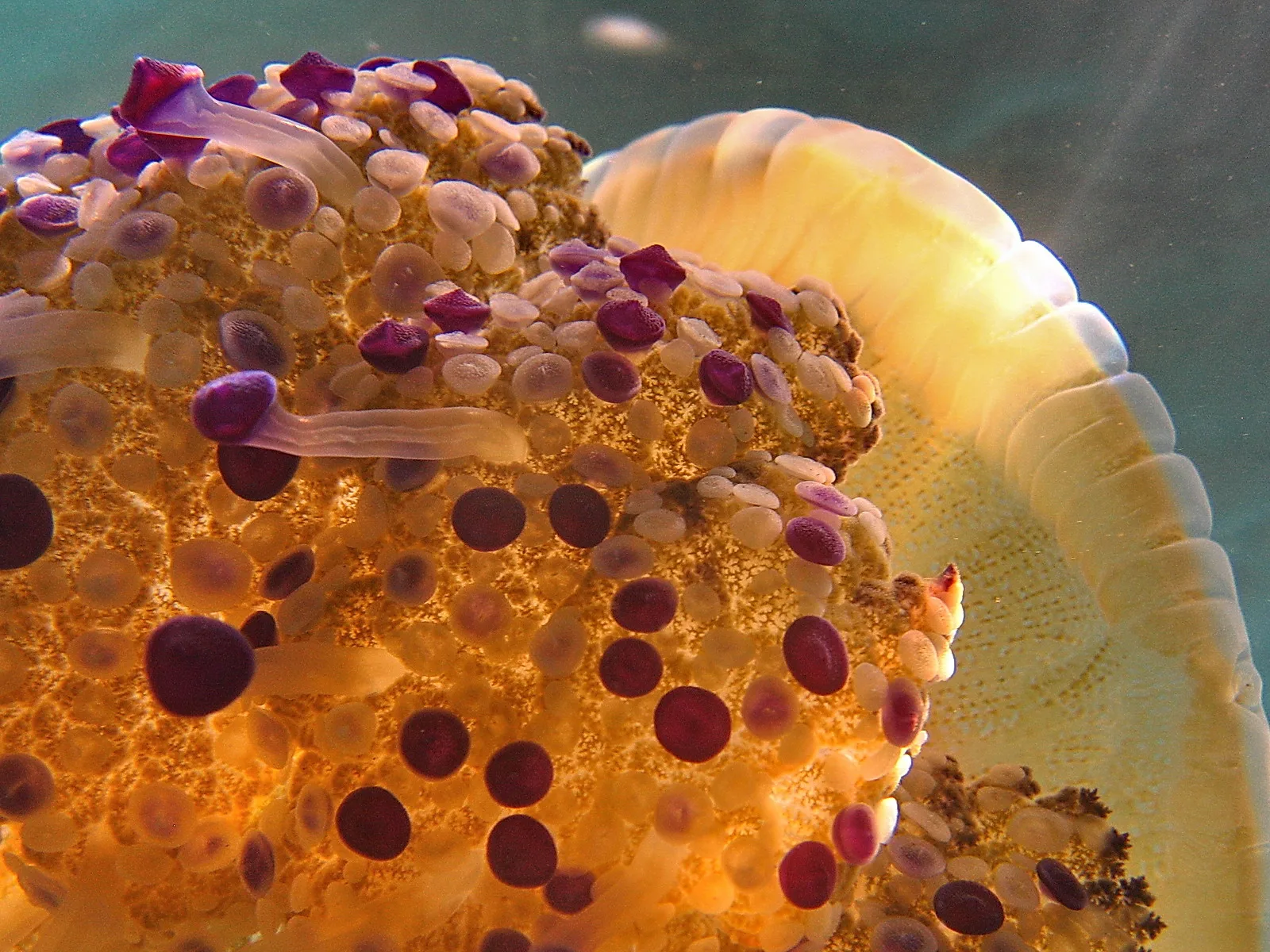 Nahaufnahme einer gelblich beigen Qualle unter Wasser, deren Oberfläche mit runden, hellen Höckern und dunkelroten bis lila Spitzen besetzt ist, dazu dünne, helle Arme im Vordergrund.