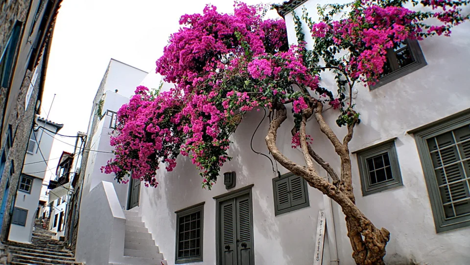 Ein Baum mit magentafarbener Bougainvillea wächst an einer weiß getünchten Hauswand mit grünen Fensterläden, davor führt eine Steintreppe in eine Gasse hinab.
