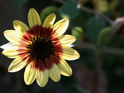 Eine gelbe Sonnenblume mit dunkelrotem Zentrum vor unscharfem, dunkelgrünem Laub, von hinten beleuchtet.