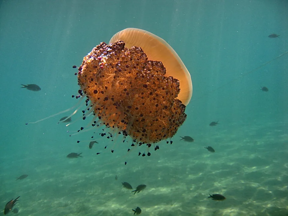 Eine orangefarbene Qualle mit dunkel gepunkteten Armen schwebt im türkisfarbenen Wasser, darum herum kleine Fische über sandigem Grund.
