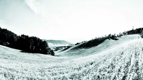 Schwarzweißaufnahme einer weiten Hügellandschaft mit abgeernteten oder hohen Feldern, links ein dichter Waldrand, rechts einzelne Bäume auf dem Hügelkamm, im Hintergrund blasser Himmel und fernes Bergland.