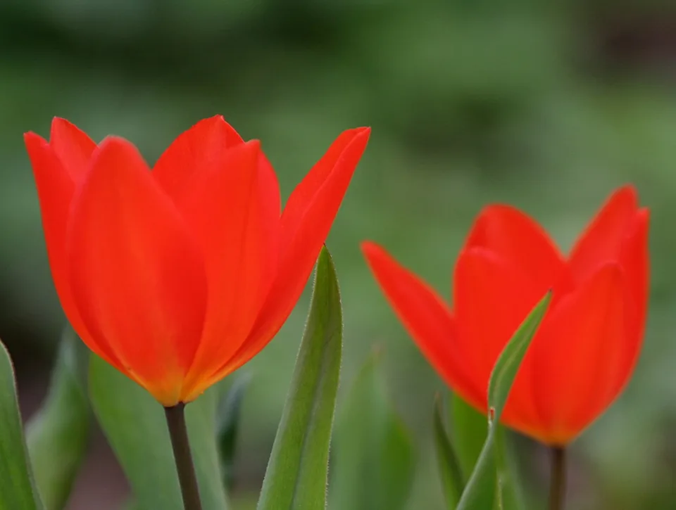 Zwei leuchtend rote Tulpen mit grünen Blättern vor einem unscharf grünen Hintergrund, von vorne fotografiert.
