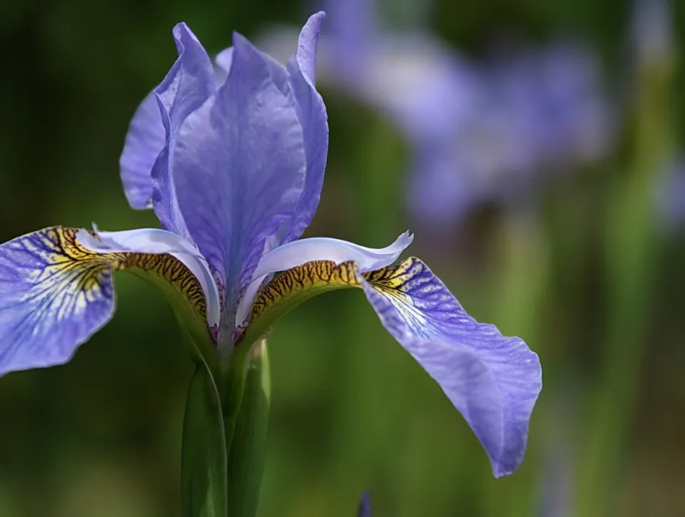 Nahaufnahme einer blau-violetten Schwertlilie mit gelb-braun geädertem Blütenblatt vor unscharfem grünem Hintergrund.