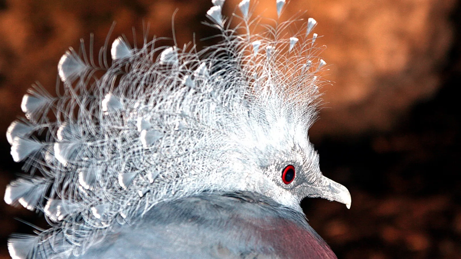Nahaufnahme eines Vogels mit hellgrauer, filigran gefiederter Federhaube, rotem Auge und grauem Gefieder vor unscharfem braunorangem Hintergrund.