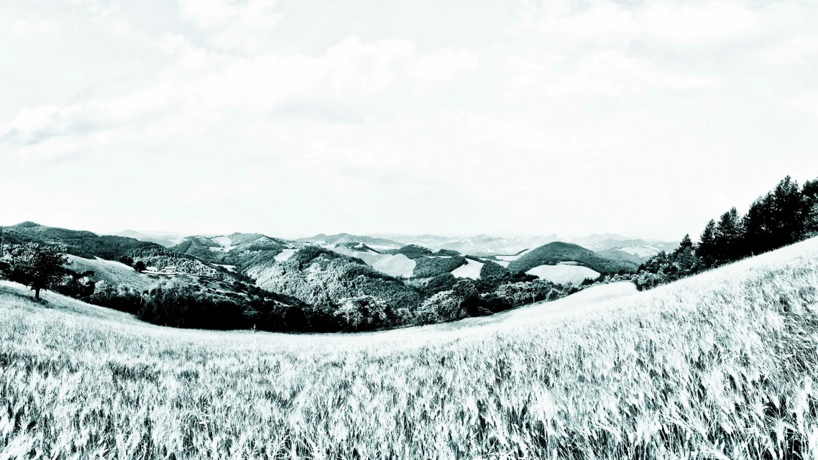 Schwarzweiß getöntes Panorama: Kornfeld im Vordergrund, bewaldete Hügel in der Mitte und Bäume rechts unter bewölktem Himmel.