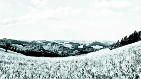 Schwarzweiß getöntes Panorama: Kornfeld im Vordergrund, bewaldete Hügel in der Mitte und Bäume rechts unter bewölktem Himmel.