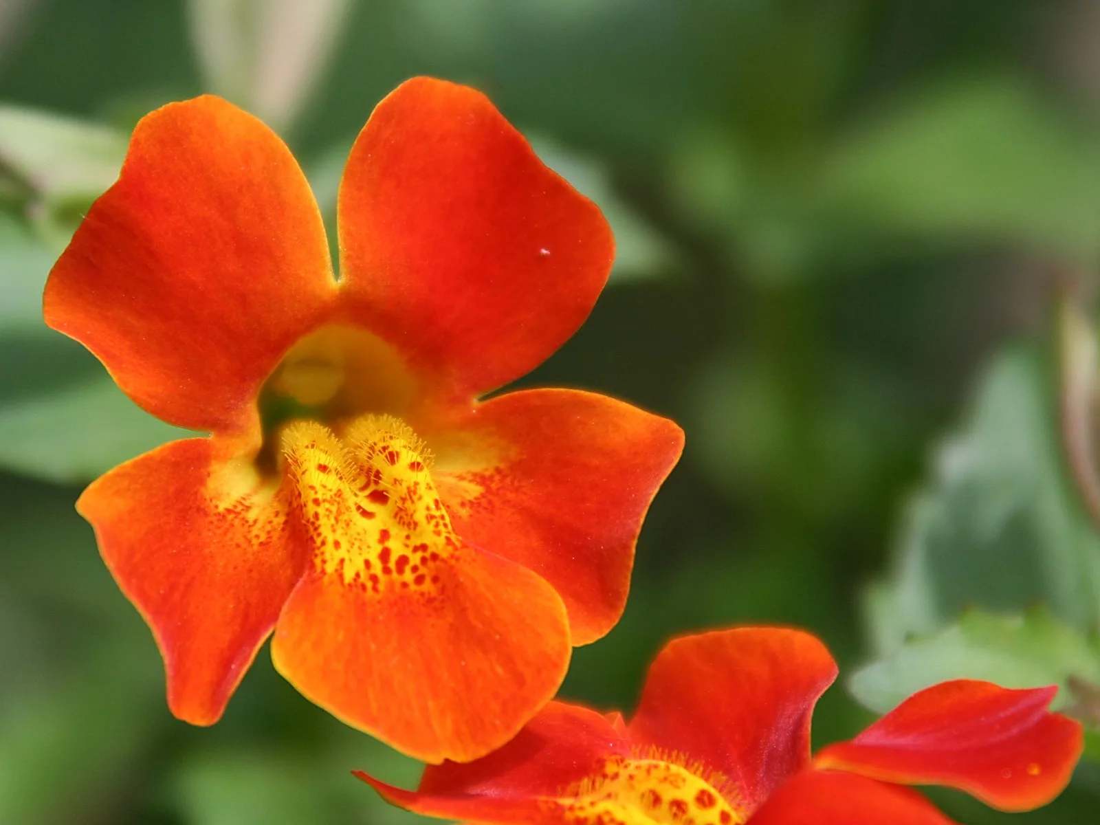 Zwei orangerote Blüten mit gelber, rot getupfter Mitte vor unscharfem grünem Hintergrund.