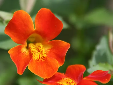 Zwei orangerote Blüten mit gelber, rot getupfter Mitte vor unscharfem grünem Hintergrund.