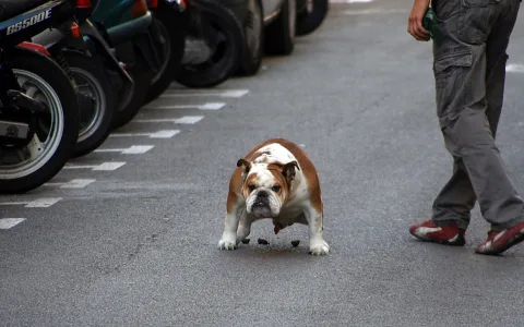 Eine braun-weiße Bulldogge läuft auf einer grauen Asphaltstraße auf die Kamera zu, links stehen geparkte Motorroller, rechts ragt ein Mann in grauer Cargohose ins Bild.