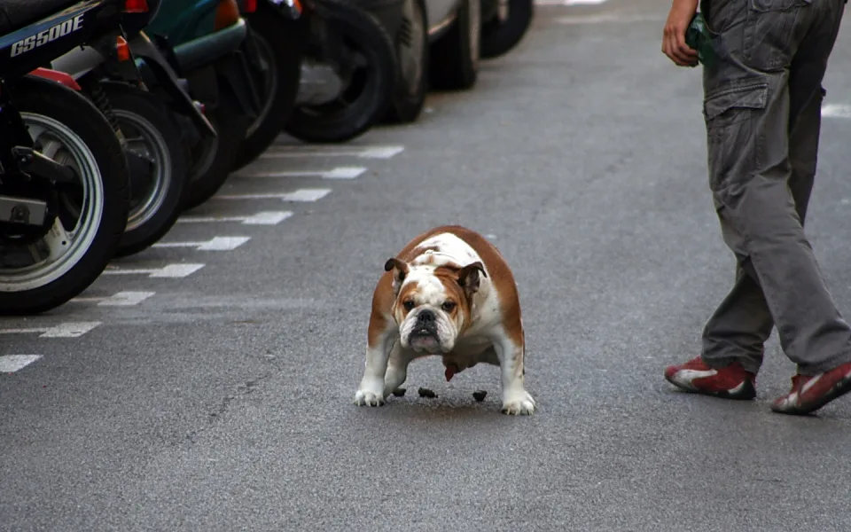 Eine braun-weiße Bulldogge läuft auf einer grauen Asphaltstraße auf die Kamera zu, links stehen geparkte Motorroller, rechts ragt ein Mann in grauer Cargohose ins Bild.