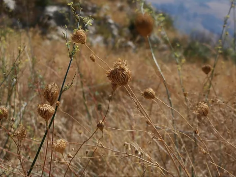 Vertrocknete Doldenstände auf langen Halmen vor goldbraunem, trockenem Gras und einem unscharfen Hang mit Fels und Hügeln.