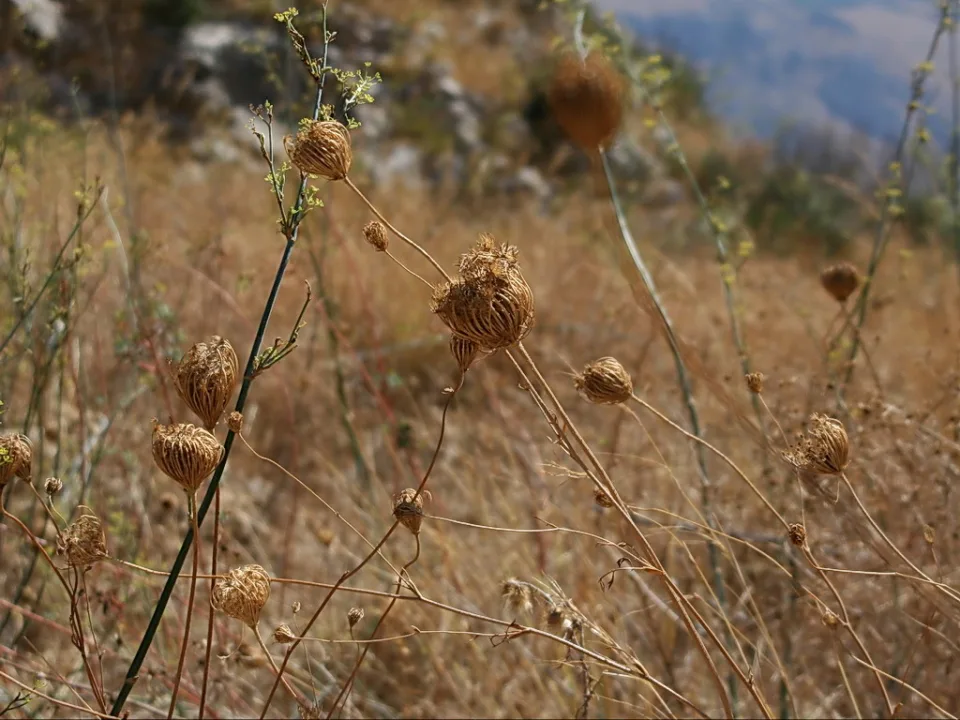 Vertrocknete Doldenstände auf langen Halmen vor goldbraunem, trockenem Gras und einem unscharfen Hang mit Fels und Hügeln.